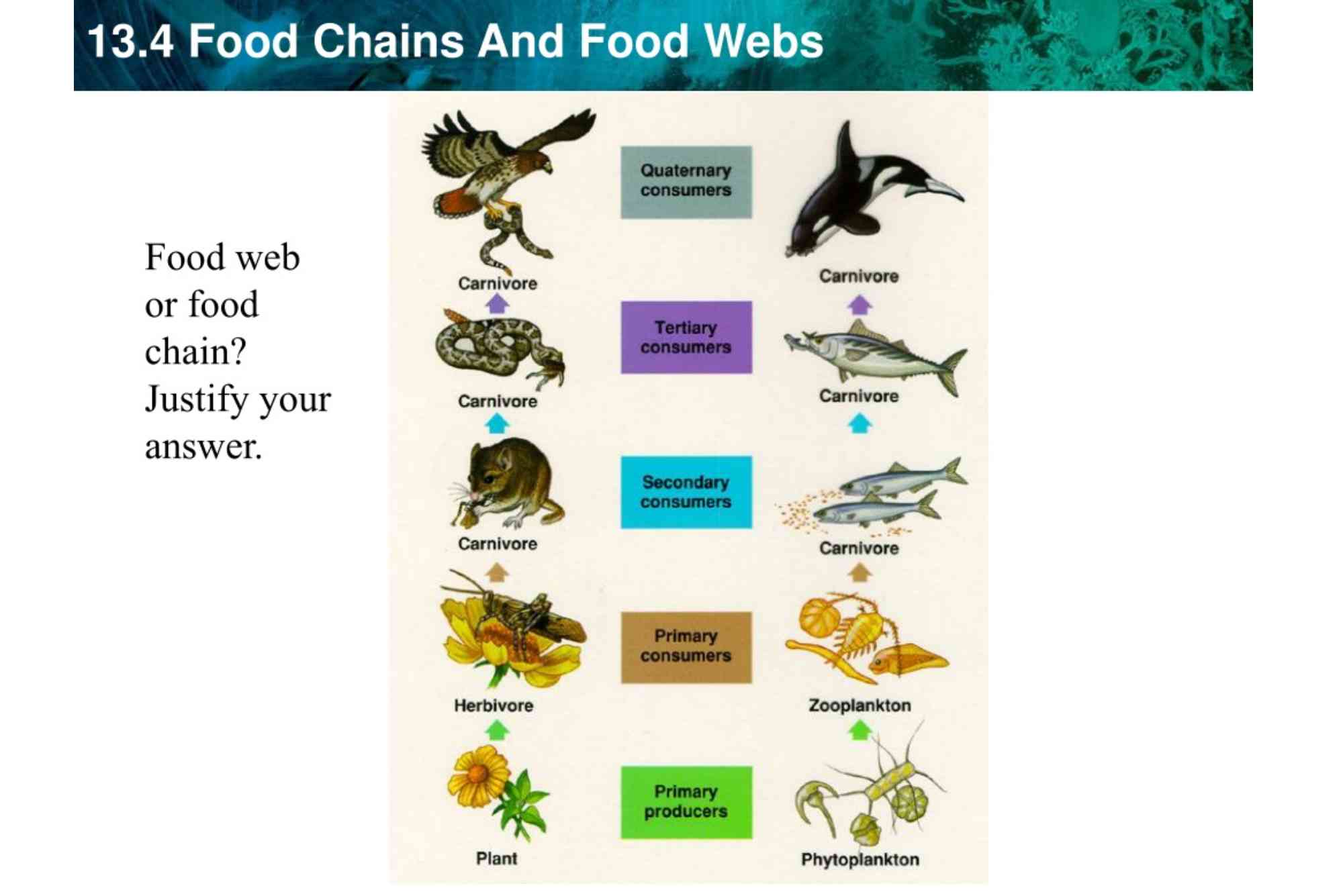 13.4 Food Chains And Food Webs Answers