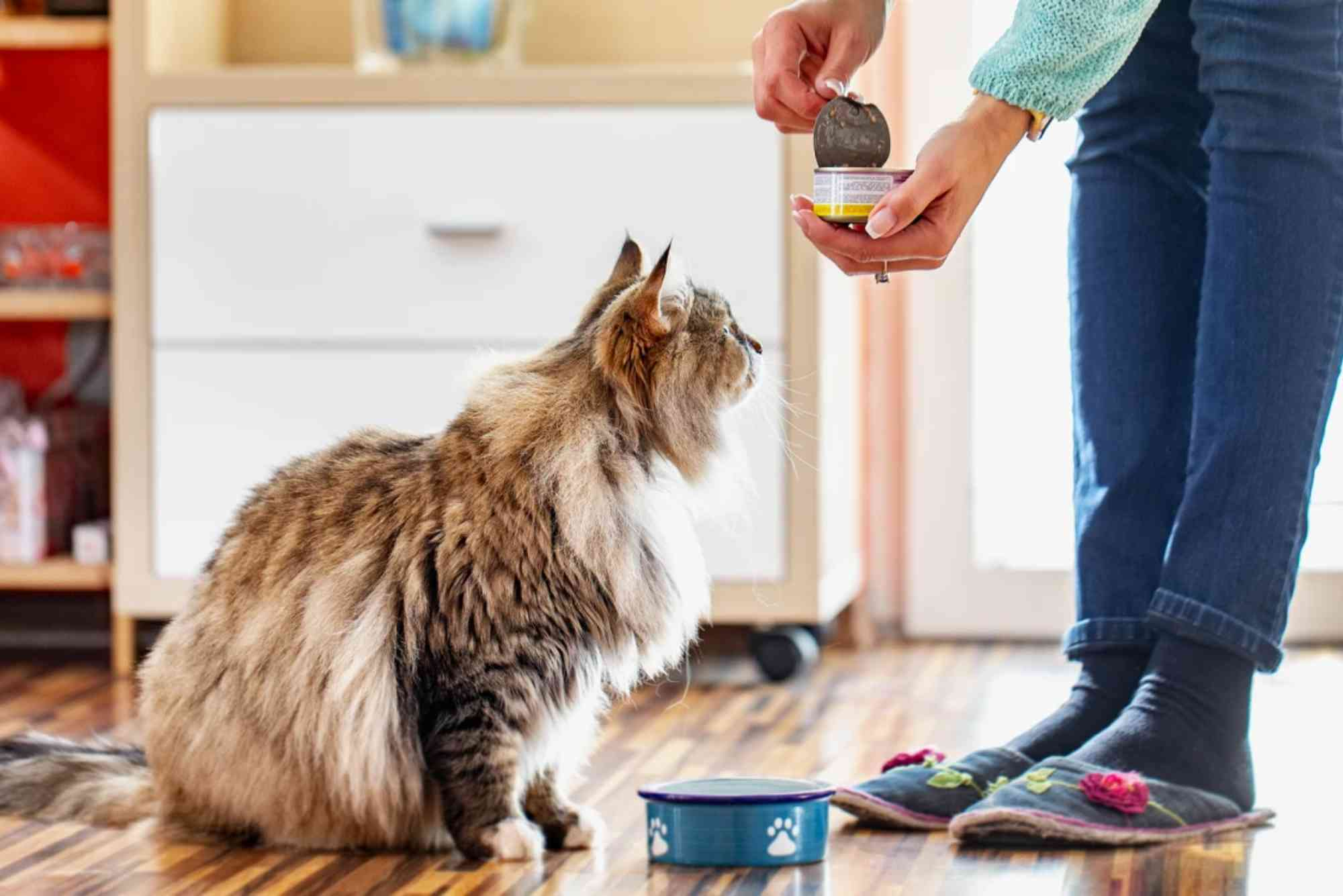 Adorable Home Best Cat Food