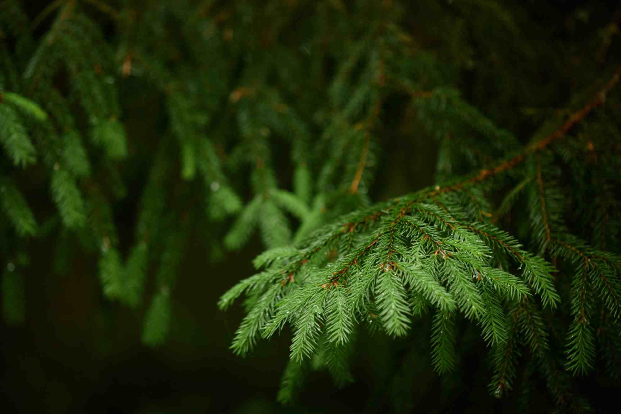 Define Evergreen